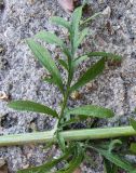 Centaurea diffusa