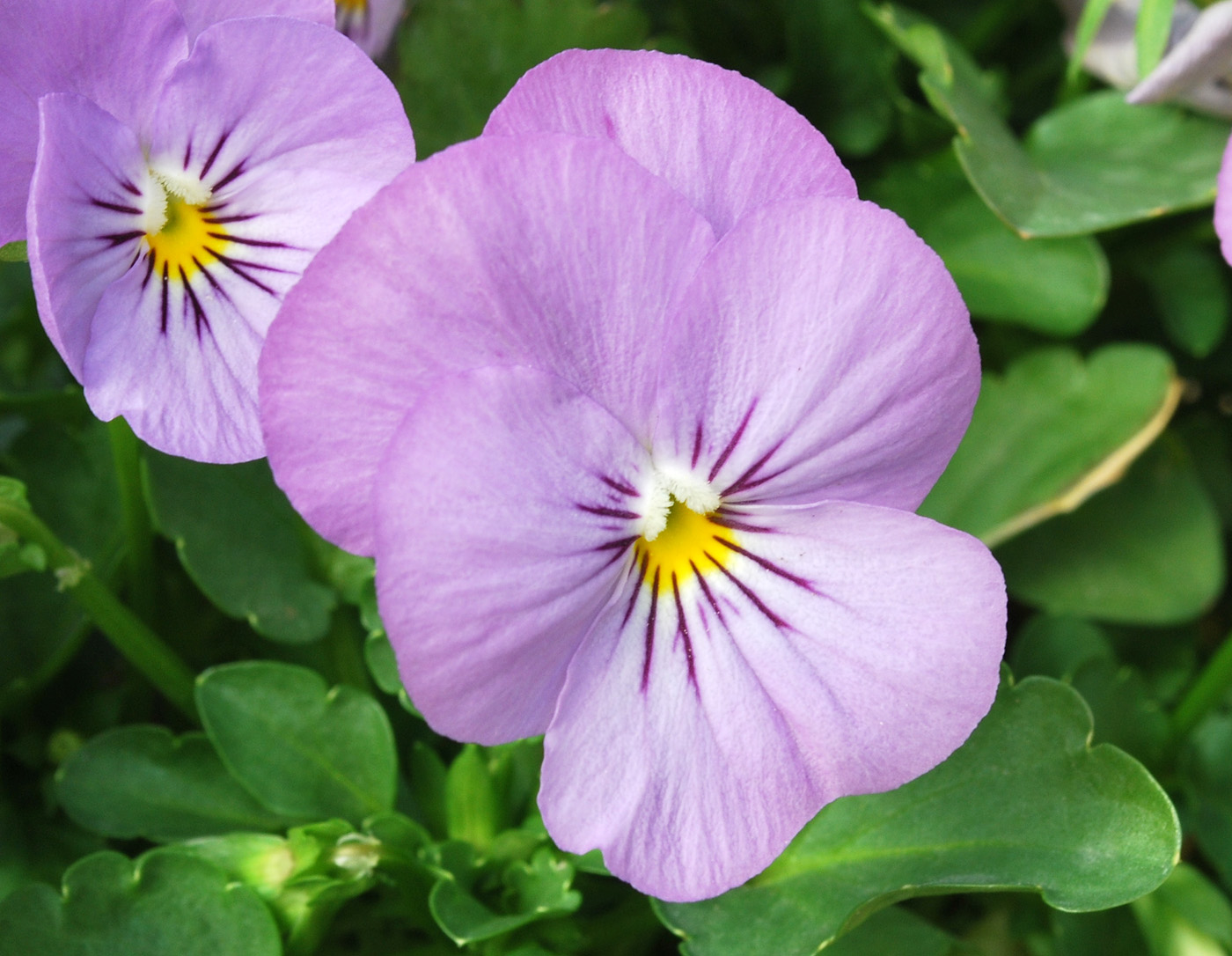 Image of Viola wittrockiana specimen.