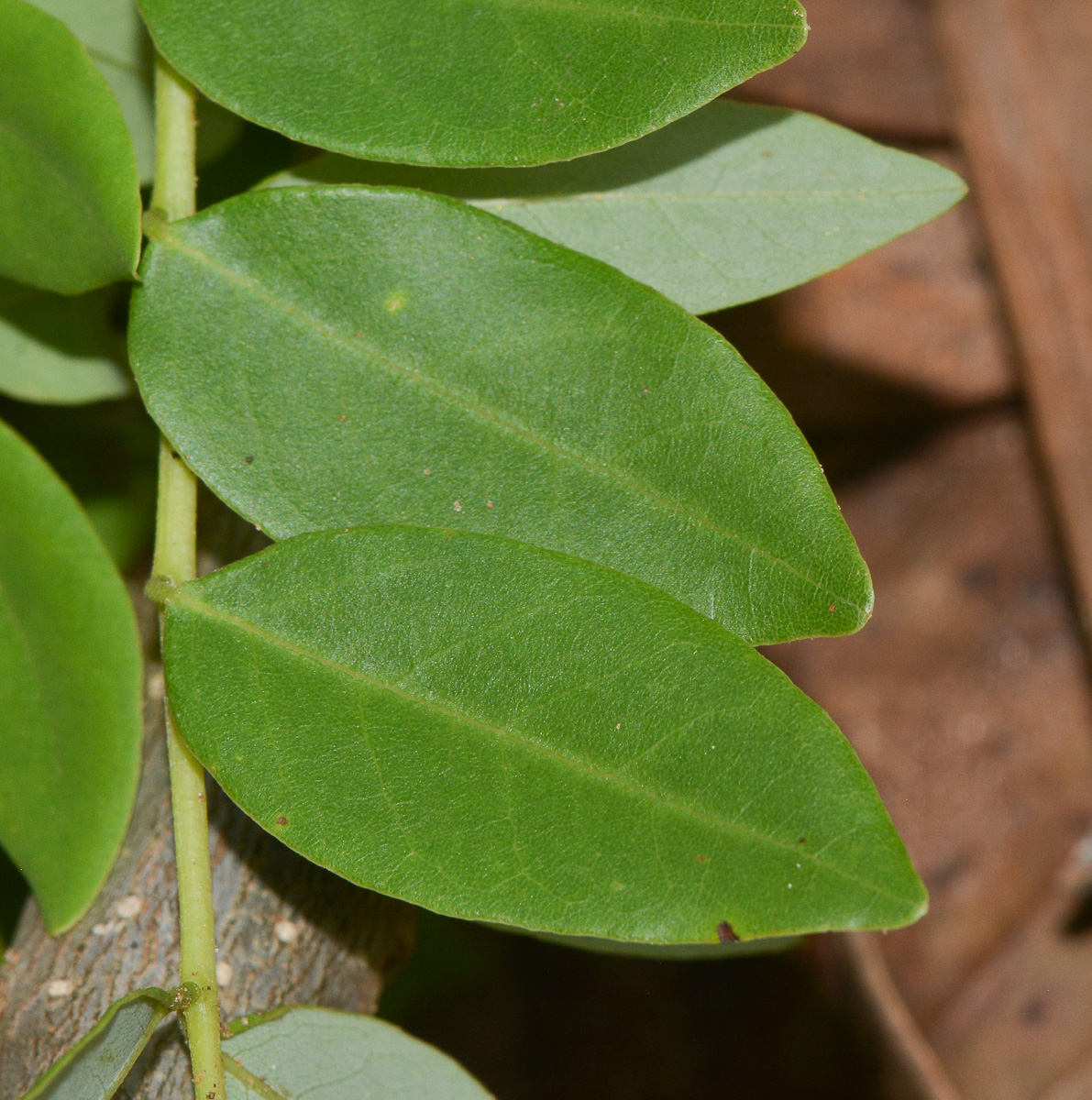 Image of Gliricidia sepium specimen.