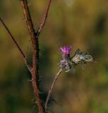 Cirsium palustre. Часть веточки с цветущим боковым побегом. Кировская обл., Верхнекамский р-н, окр. пос. Тупрунка, лесная поляна. 25.08.2018.