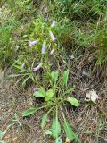 Campanula taurica. Цветущее растение. Южный Берег Крыма, Ялта, ущ. Уч-Кош. 04.06.2010.