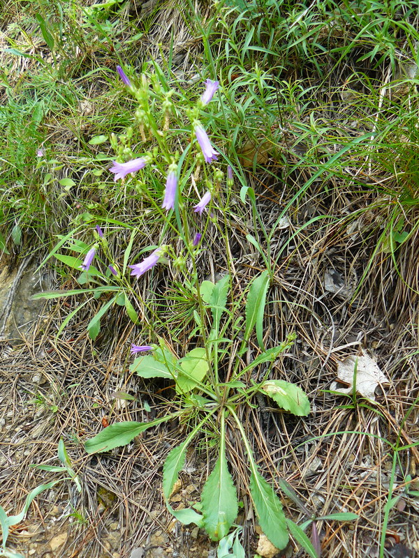 Изображение особи Campanula taurica.