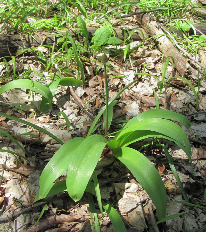 Image of Allium grande specimen.