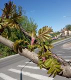 Rhus typhina