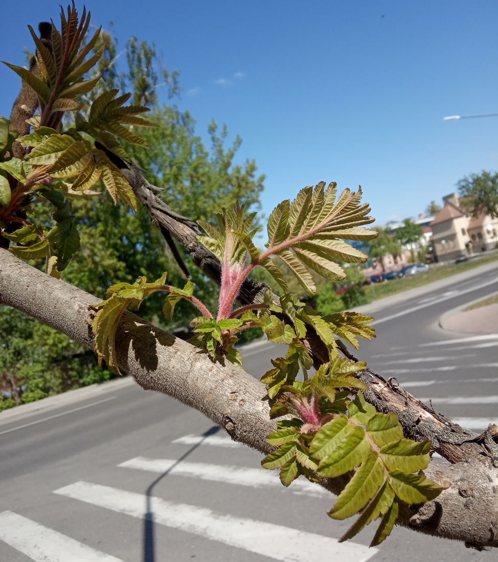 Изображение особи Rhus typhina.