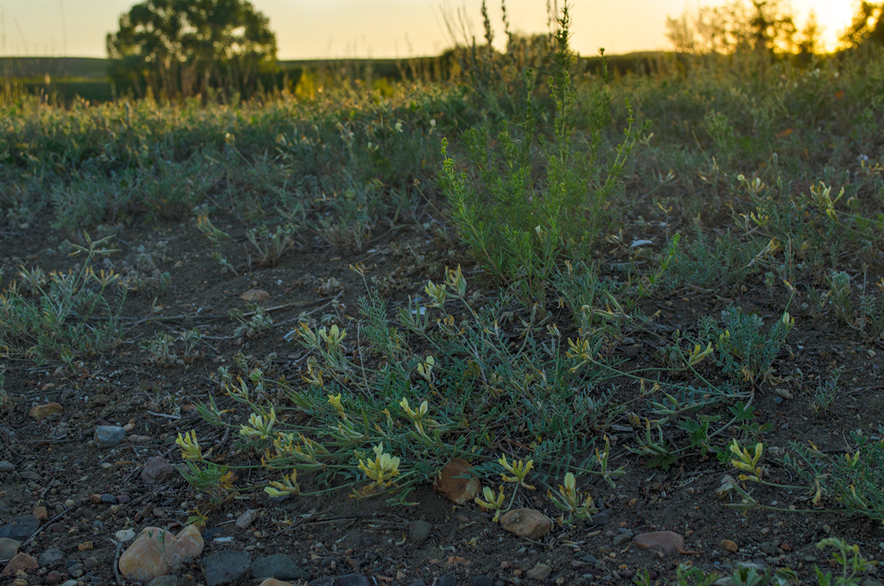 Изображение особи Astragalus neokarelinianus.