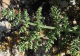 Schrenkia vaginata