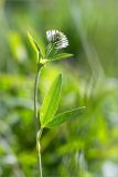 Trifolium montanum. Верхушка цветущего растения. Ленинградская обл., Волосовский р-н, окр. дер. Донцо, разнотравный луг. 16.06.2019.