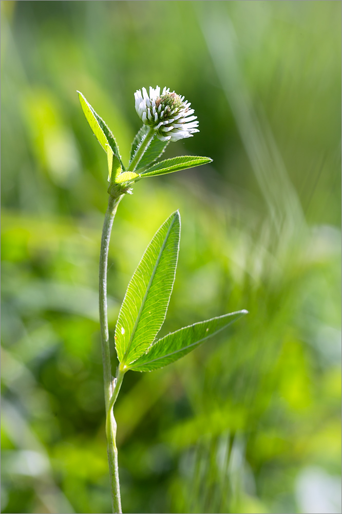 Image of Trifolium montanum specimen.