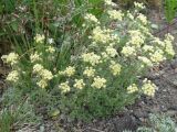 Artemisia glomerata. Цветущие растения. Камчатский край, Елизовский район, природный парк \"Вулканы Камчатки\", Авачинский перевал, 900 м н.у.м., каменистая тундра. 03.07.2010.