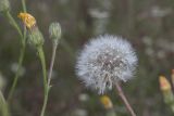 Crepis rhoeadifolia