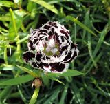 Dianthus chinensis. Цветок и созревший плод (D. chinensis var. heddewigii, cv 'Black & White Minstrels'). Московская обл., окр. г. Электрогорск, дачный участок, в культуре. 04.08.2019.