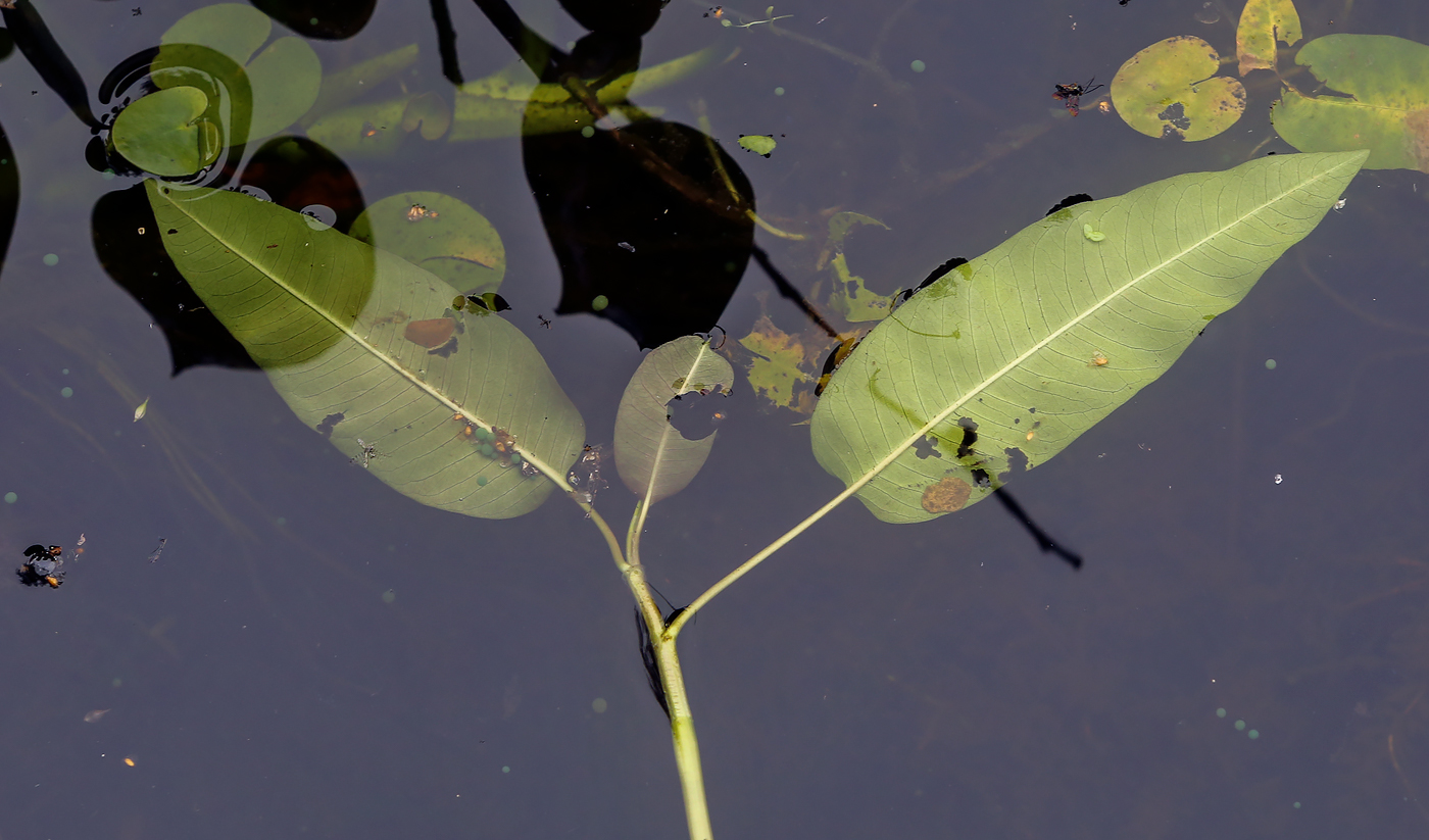 Image of Persicaria amphibia specimen.