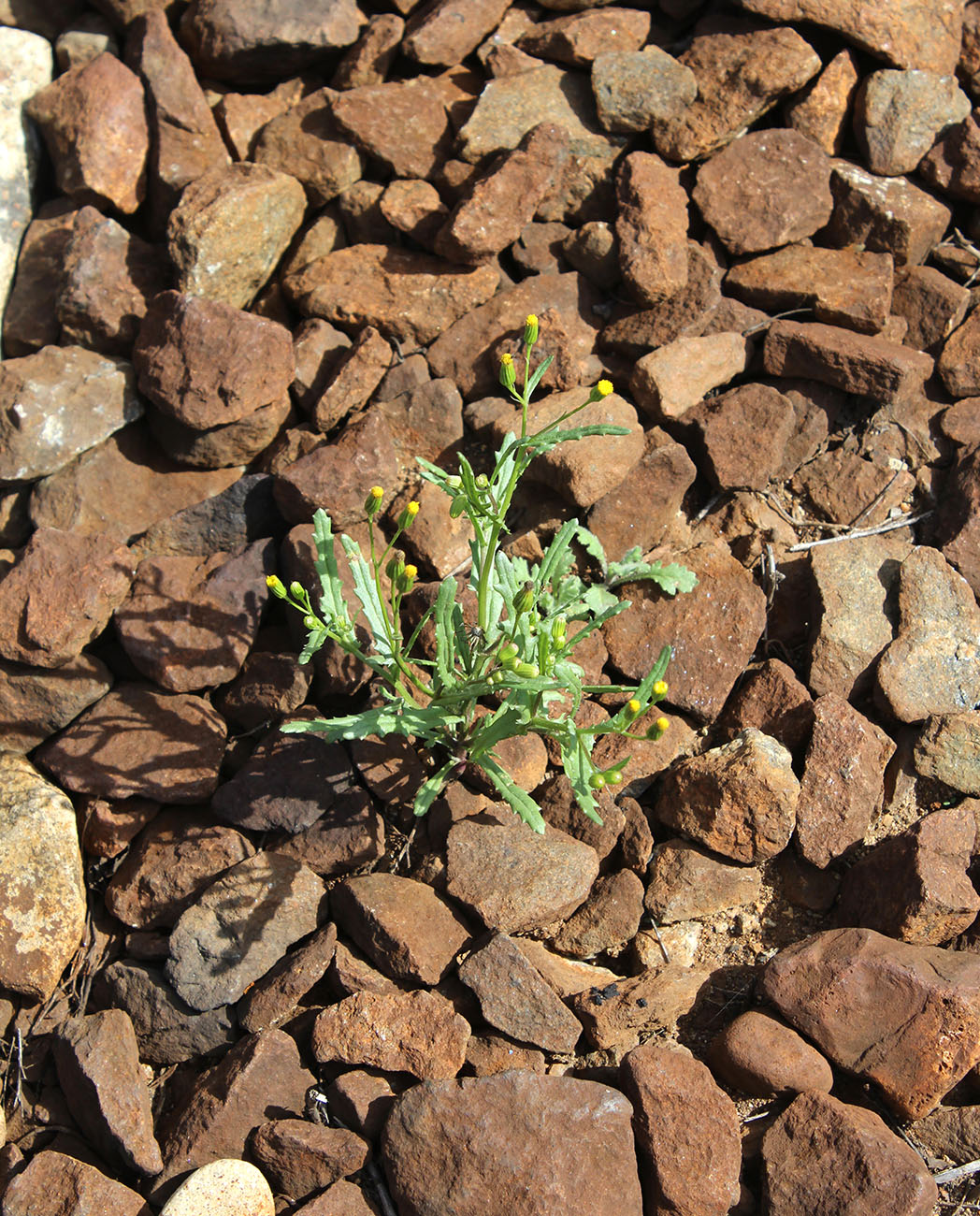 Image of Senecio dubitabilis specimen.