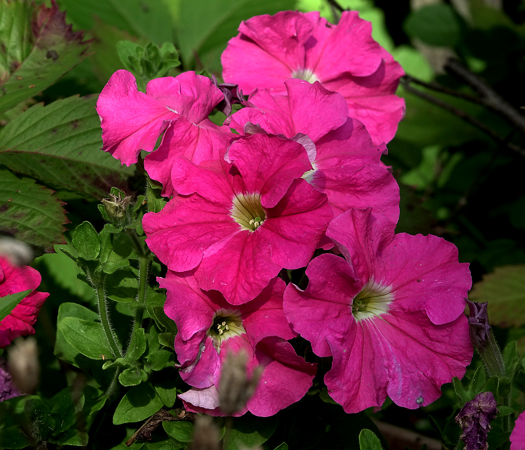 Image of Petunia × atkinsiana specimen.
