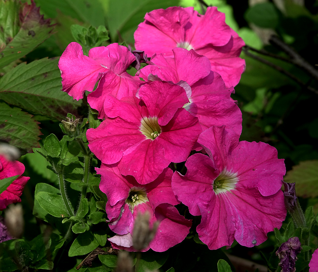 Изображение особи Petunia &times; hybrida.