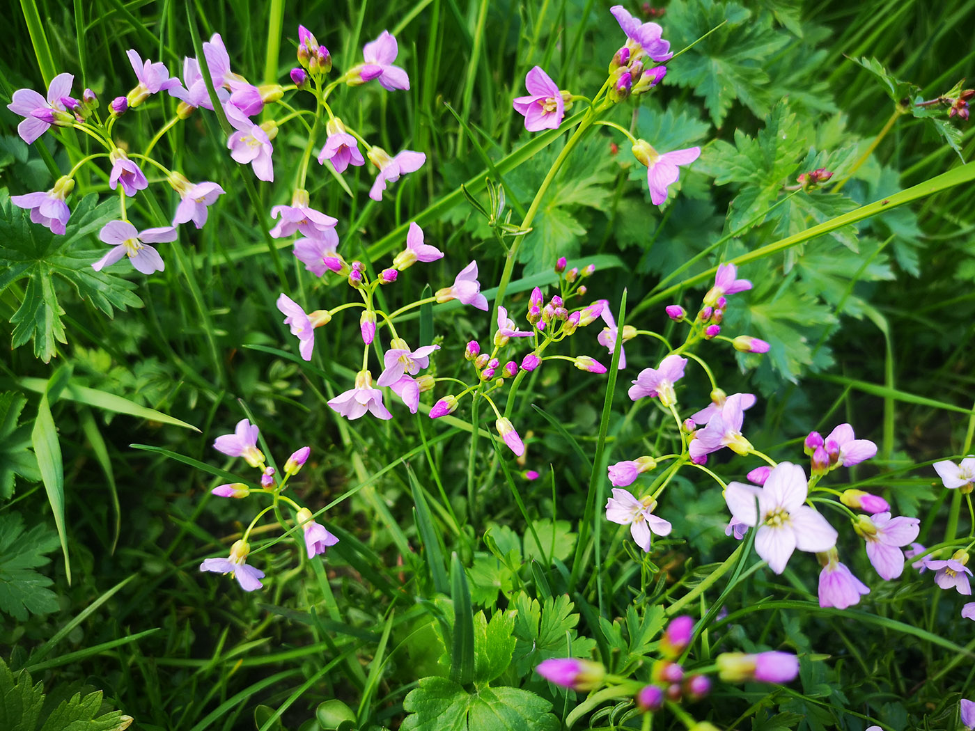 Изображение особи Cardamine pratensis.