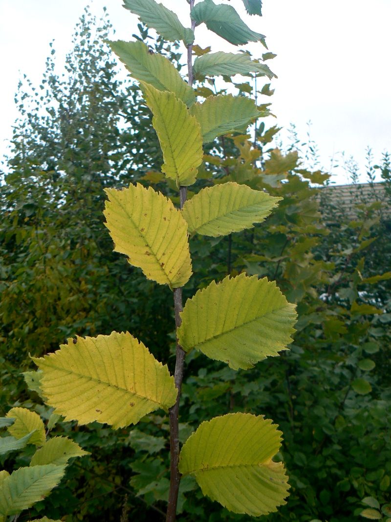 Изображение особи Ulmus glabra.