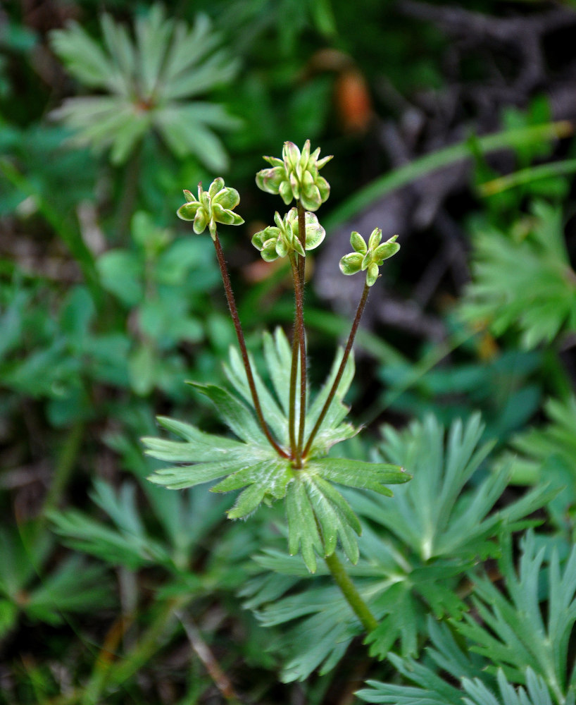 Изображение особи Anemonastrum biarmiense.