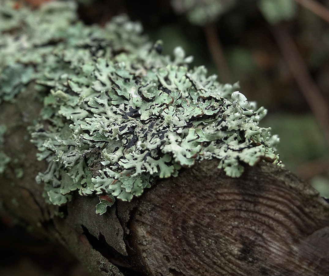 Image of Hypogymnia physodes specimen.