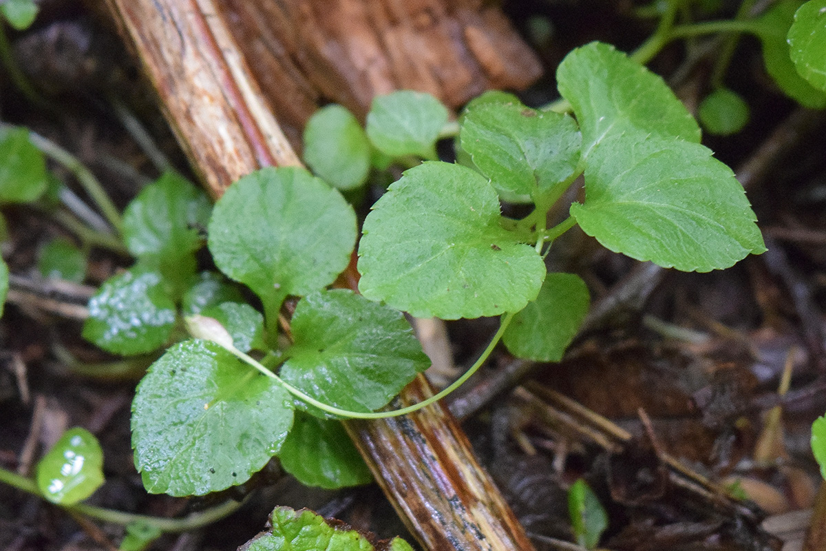 Изображение особи Peracarpa circaeoides.