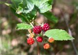 Rubus nessensis. Верхушка побега с соплодием. Беларусь, Витебская обл., дер. Сурмино, обочина грунотовой дороги в смешанном лесу. 30.07.2019.