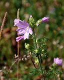 Malva moschata