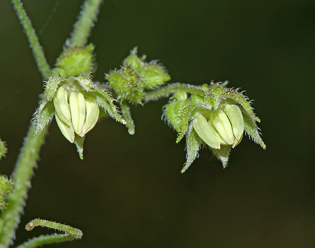 Изображение особи Humulopsis scandens.