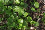 Pyrola rotundifolia. Вегетирующие растения. Ленинградская обл., Всеволожский р-н, окр. пос. Куйвози, ивняк между зарастающим осушенным болотом и смешанным лесом. 01.06.2019.