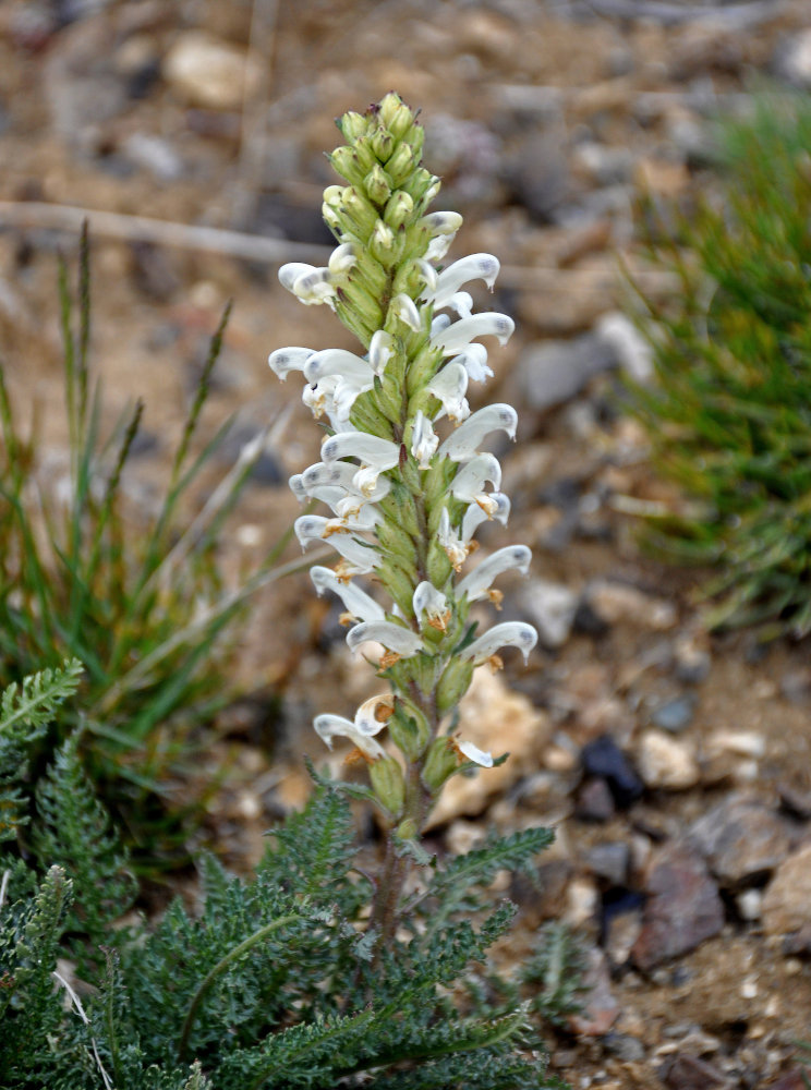 Изображение особи Pedicularis achilleifolia.