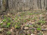 Corydalis solida