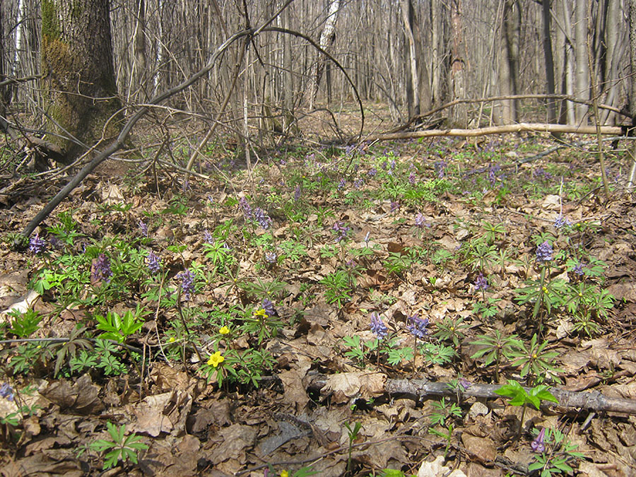 Image of Corydalis solida specimen.
