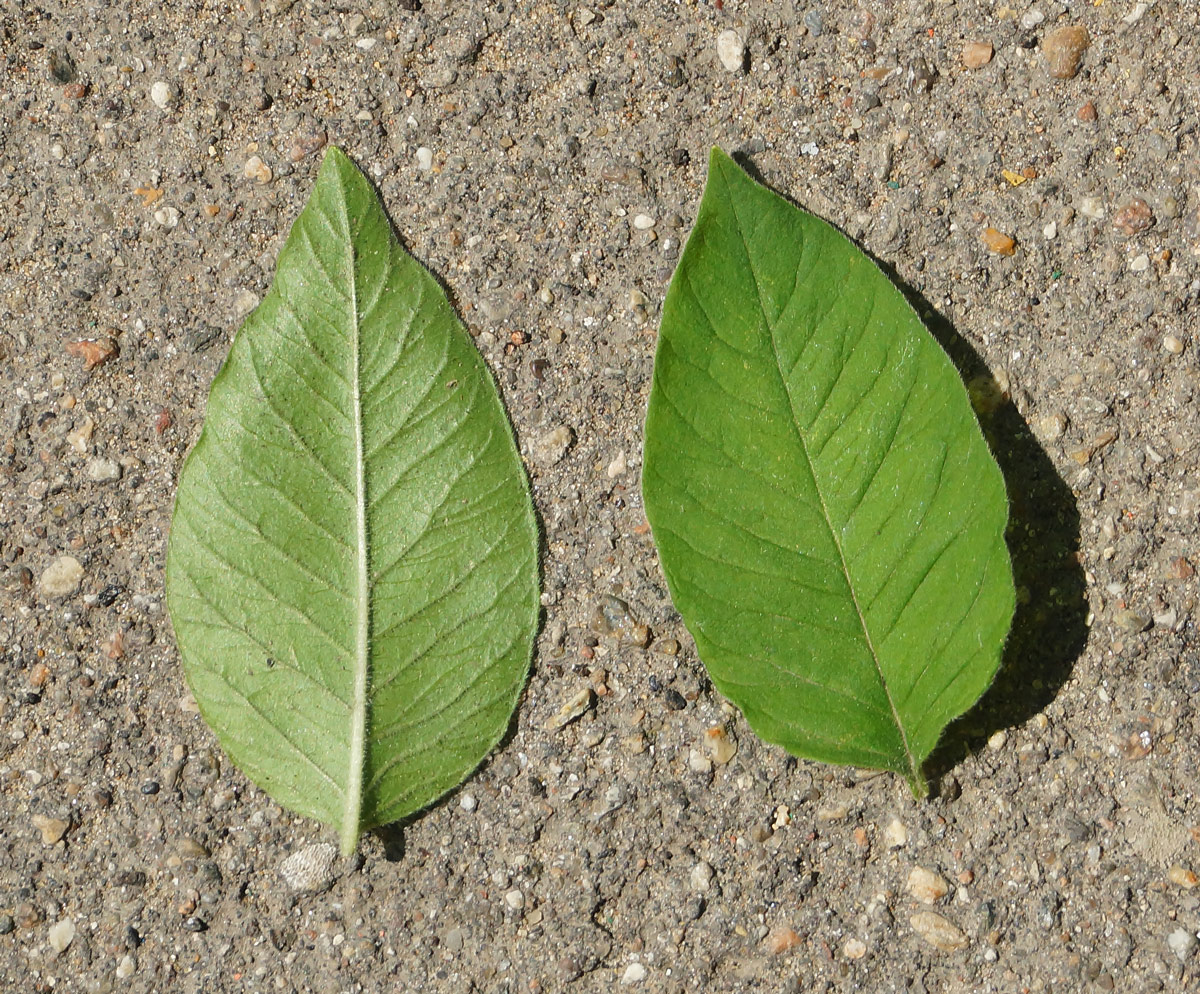 Изображение особи Lysimachia punctata.