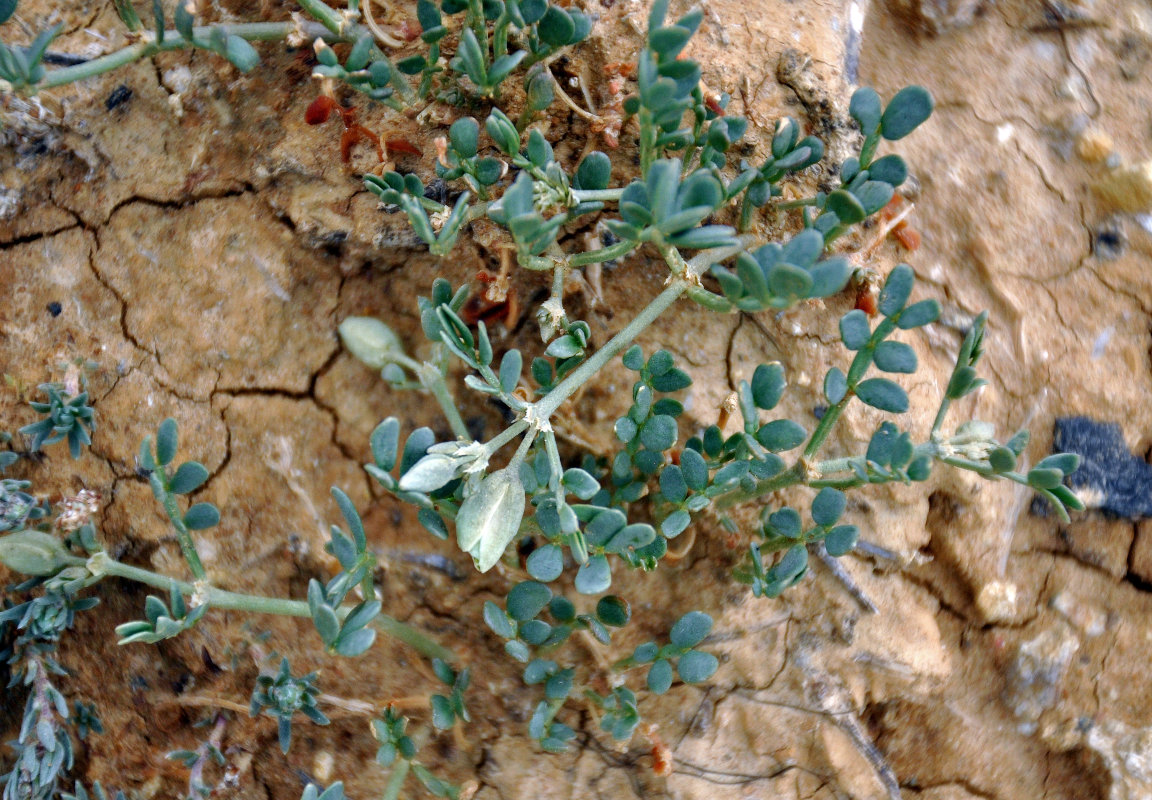 Image of Zygophyllum pinnatum specimen.