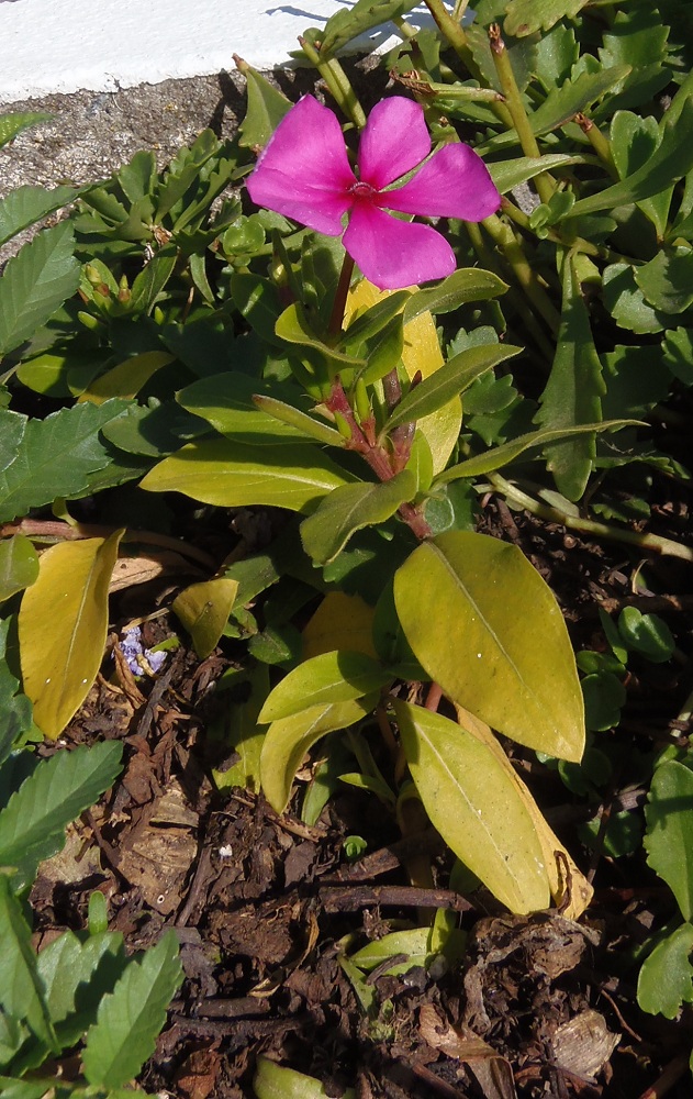 Изображение особи Catharanthus roseus.