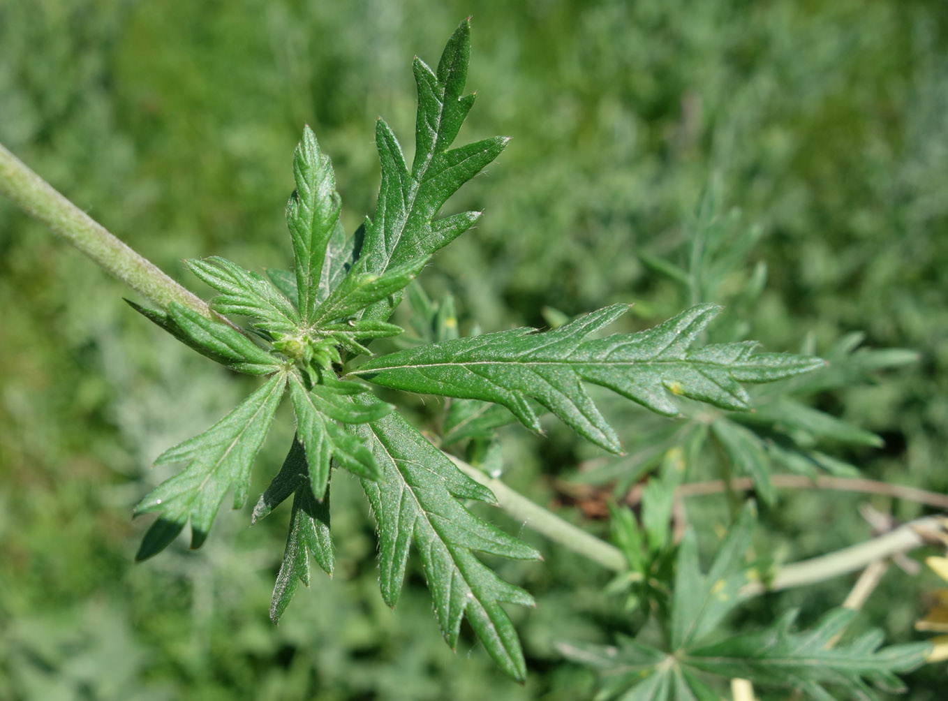 Изображение особи Potentilla canescens.