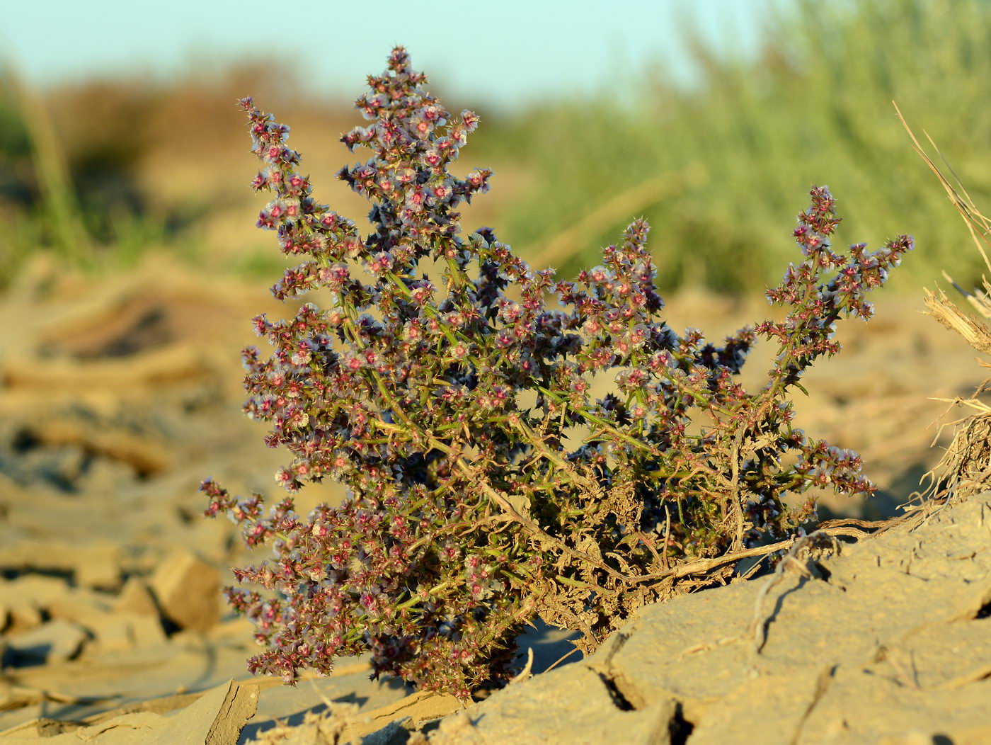 Изображение особи род Salsola.