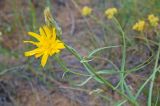 Scorzonera ensifolia