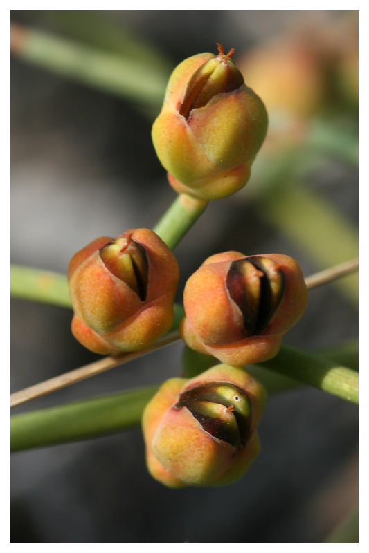 Image of Ephedra distachya specimen.