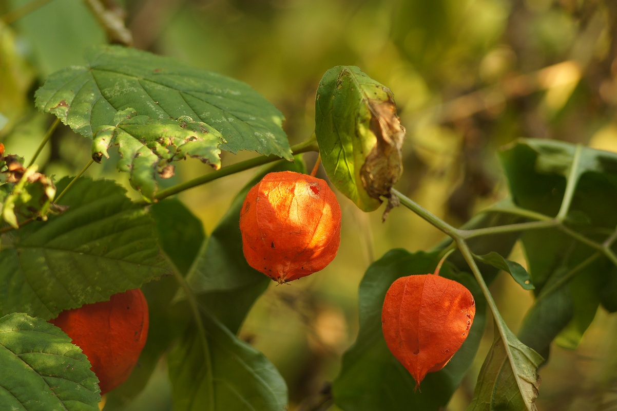 Изображение особи Alkekengi officinarum.