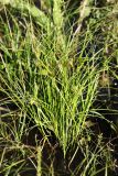 Carex bohemica