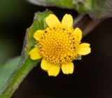 Acmella ciliata