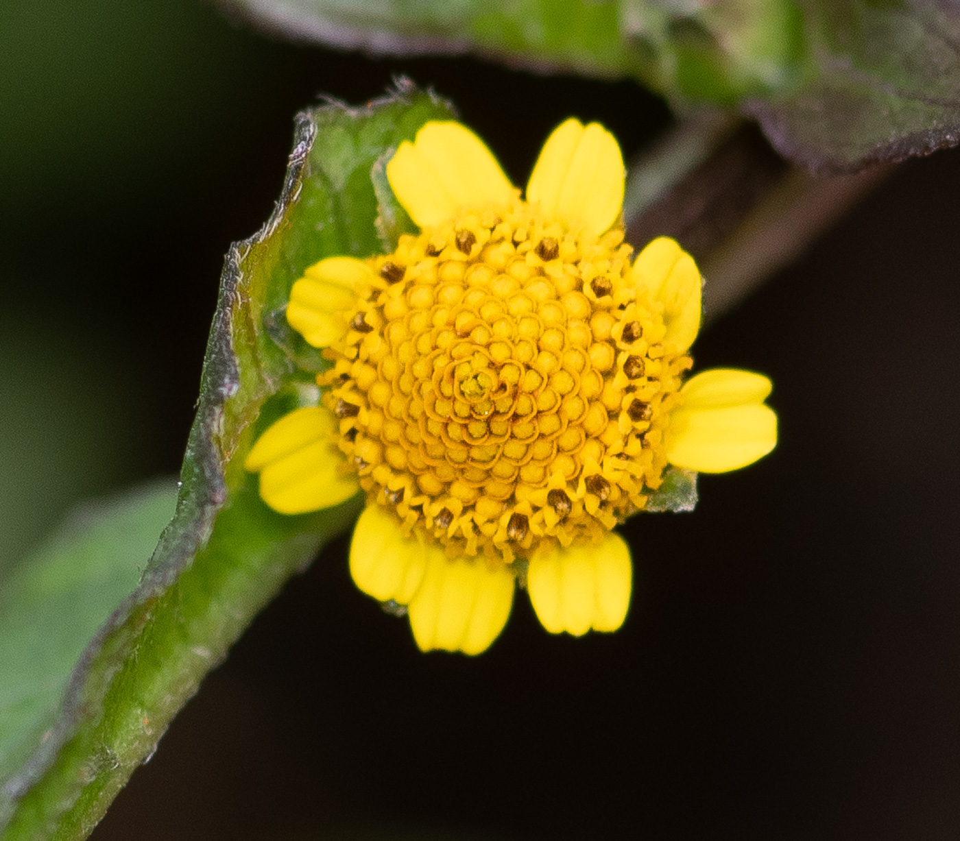 Image of Acmella ciliata specimen.