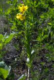 Lilium monadelphum