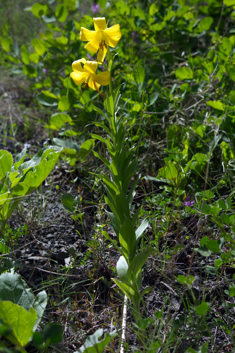 Изображение особи Lilium monadelphum.