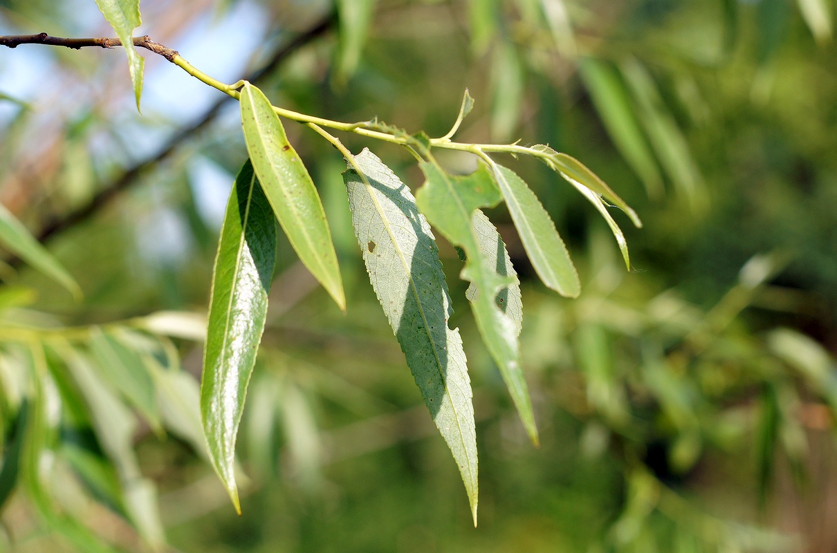 Image of Salix &times; fragilis specimen.