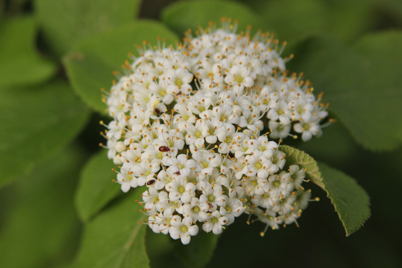 Image of Viburnum lantana specimen.