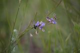 Polygala tenuifolia