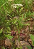 Sium latifolium. Цветущее растение. Архангельская обл., Вельский р-н, окр. пос. Усть-Шоноша, берег р. Вель. 28.07.2010.