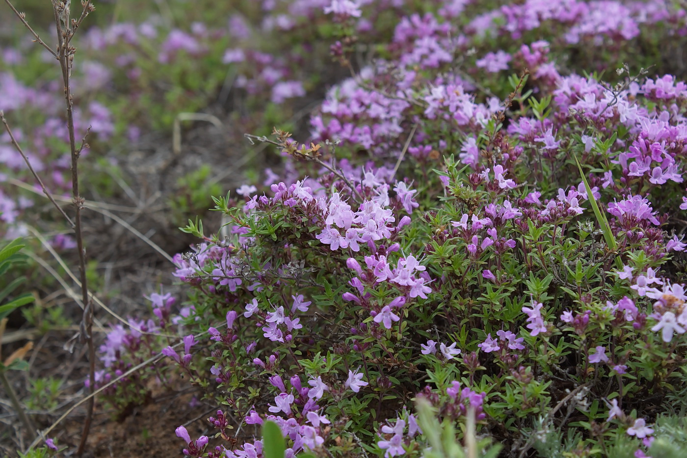 Изображение особи род Thymus.